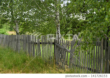 Wooden fence surrounded by green grass and birch trees in countryside. Wooden fence surrounded by green grass and birch trees in countryside. 141726153