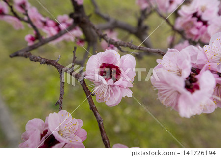 梅園裡盛開著粉紅色的梅花。 141726194