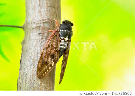 A cicada (Graptopsaltria nigrofuscata) perched on a Japanese maple branch (Part 3) A cicada (Graptopsaltria nigrofuscata) perched on a Japanese maple branch (Part 3) 141726563
