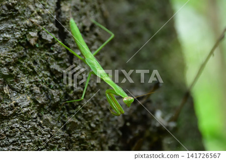 A praying mantis walking on tree bark 141726567