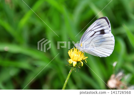 A black-veined white butterfly perched on a dandelion A black-veined white butterfly perched on a dandelion 141726568