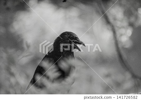 A crow resting in the shade of a tree in the park, with its beak open (1) 141726582