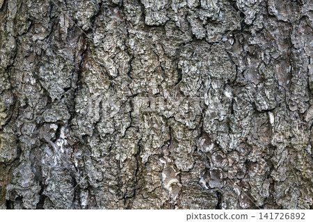 Close-up view of rough tree bark showing a cracked, textured surface 141726892