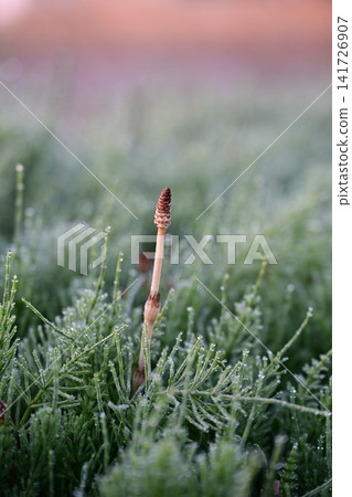 A single spring horsetail stands in a field of horsetails glistening with morning dew. 141726907
