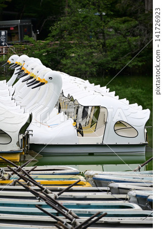 White swan boats lined up on the pond in Inokashira Park White swan boats lined up on the pond in Inokashira Park 141726923