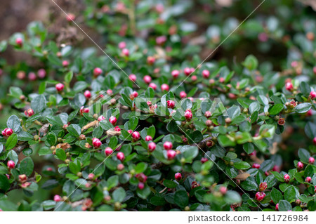 Flowering branches of rockspray cotoneaster with glossy foliage and pink buds Flowering branches of rockspray cotoneaster with glossy foliage and pink buds 141726984