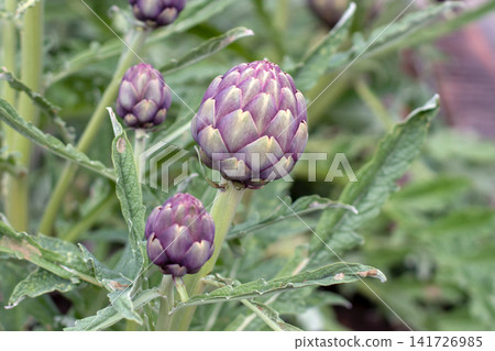 Purple globe artichoke buds rich in inulin growing in a garden Purple globe artichoke buds rich in inulin growing in a garden 141726985
