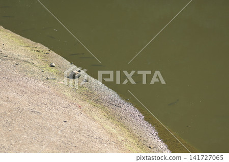 黑鱸魚在池塘邊遊動的剪影,以及寧靜的自然風景。 黑鱸魚在池塘邊遊動的剪影,以及寧靜的自然風景。 141727065
