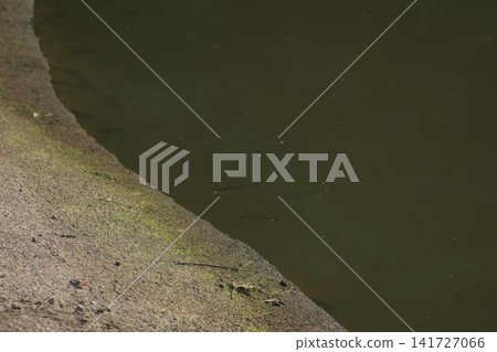 黑鱸魚在池塘邊遊動的剪影,以及寧靜的自然風景。 黑鱸魚在池塘邊遊動的剪影,以及寧靜的自然風景。 141727066