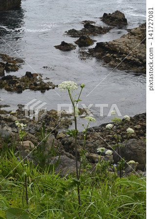 海邊草原上盛開的蝦夷鎧甲花 141727081