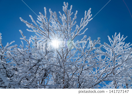 陽光灑在藍天上,樹木上覆蓋著一層霜。 陽光灑在藍天上,樹木上覆蓋著一層霜。 141727147
