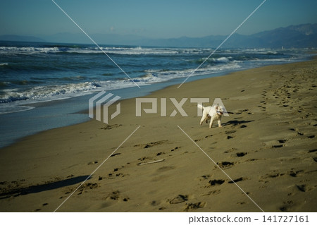 Dog Running with Stick on Sandy Beach 141727161