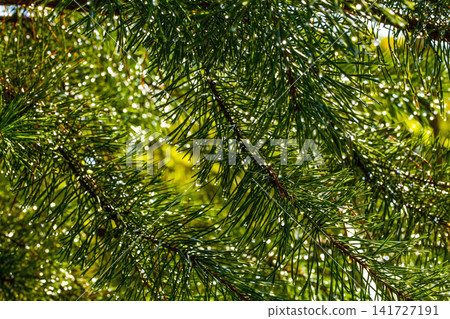 Pine branches with needles under splashes of water 141727191