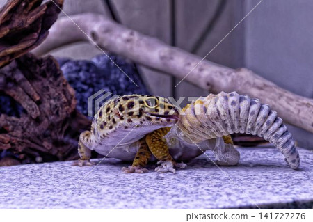Leopard gecko molting Leopard gecko molting 141727276