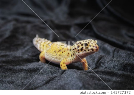 Leopard gecko high yellow Leopard gecko high yellow 141727372