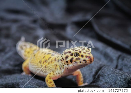 Leopard gecko high yellow Leopard gecko high yellow 141727373