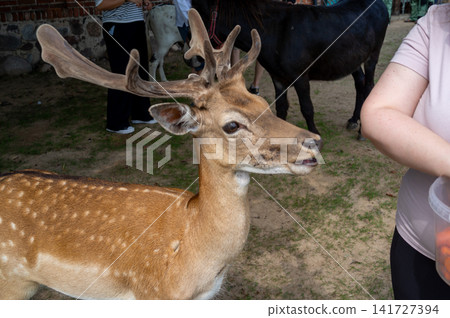 Close-up deer with branched antlers receiving gentle touch from visitors inside outdoor animal enclosure, brown spotted coat, calm expression, natural light, grassy farm setting Close-up deer with branched antlers receiving gentle touch from visitors inside outdoor animal enclosure, brown spotted coat, calm expression, natural light, grassy farm setting 141727394