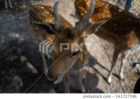 Brown deer with branching antlers standing in sunlit outdoor enclosure while looking toward camera, with softly blurred spotted deer and natural habitat behind, with deer, antler, wildlife, animal Brown deer with branching antlers standing in sunlit outdoor enclosure while looking toward camera, with softly blurred spotted deer and natural habitat behind, with deer, antler, wildlife, animal 141727396