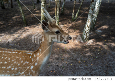 Spotted deer fawn resting on leaf covered woodland path, ears alert beside sunlit forest trees, soft natural tones and calm wildlife mood for nature conservation and rural habitat themes Spotted deer fawn resting on leaf covered woodland path, ears alert beside sunlit forest trees, soft natural tones and calm wildlife mood for nature conservation and rural habitat themes 141727405