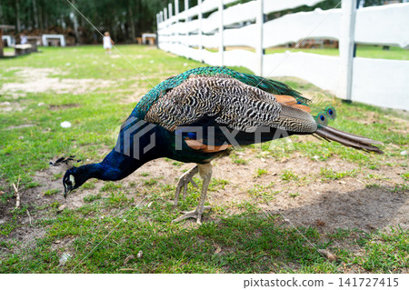 Colorful blue peacock standing on grass outdoors, gripping patterned plush toy prop with beak and claws near white animal enclosure in natural daylight, with peacock, bird, wildlife, feather detail Colorful blue peacock standing on grass outdoors, gripping patterned plush toy prop with beak and claws near white animal enclosure in natural daylight, with peacock, bird, wildlife, feather detail 141727415