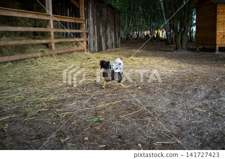 Black and white hen standing on straw in rustic backyard beside weathered wooden fence with barn shelter and natural daylight, with chicken, hen, poultry, farm detail Black and white hen standing on straw in rustic backyard beside weathered wooden fence with barn shelter and natural daylight, with chicken, hen, poultry, farm detail 141727423