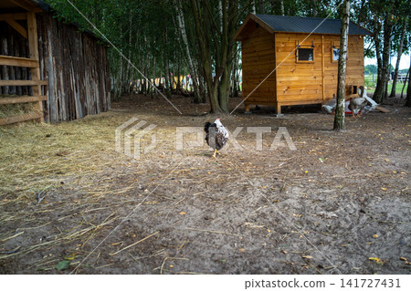 Free range chicken walking across dirt farmyard beside wooden shed and rustic fence, with tall trees, hay, leaves, and quiet countryside surroundings, with chicken, free, range, farmyard detail Free range chicken walking across dirt farmyard beside wooden shed and rustic fence, with tall trees, hay, leaves, and quiet countryside surroundings, with chicken, free, range, farmyard detail 141727431