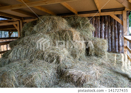 Barn interior with large hay pile and stacked hay bales beneath wooden roof beams, showing rural farm storage, straw texture, warm daylight, rustic agriculture setting Barn interior with large hay pile and stacked hay bales beneath wooden roof beams, showing rural farm storage, straw texture, warm daylight, rustic agriculture setting 141727435