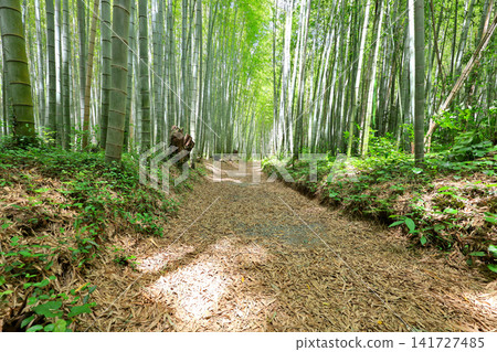 Minoda Bamboo Forest Road, Mie Prefecture Minoda Bamboo Forest Road, Mie Prefecture 141727485