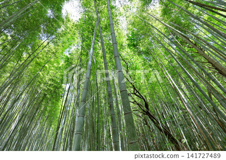Minoda Bamboo Forest Road, Mie Prefecture Minoda Bamboo Forest Road, Mie Prefecture 141727489