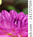 Layered Pink Dahlia Petals Macro View 141727509