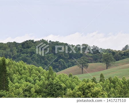 Lone Tree on Green Hillside in Morning Fog Lone Tree on Green Hillside in Morning Fog 141727510