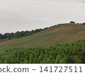 Misty Green Hillside with Terraced Fields and Trees 141727511