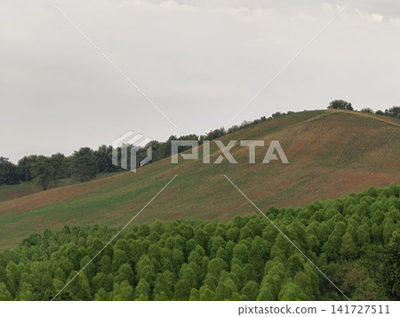 Misty Green Hillside with Terraced Fields and Trees Misty Green Hillside with Terraced Fields and Trees 141727511