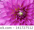 Pink Dahlia Flower Petals Close Up 141727512