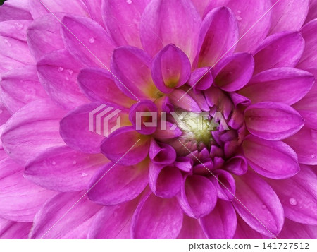 Pink Dahlia Flower Petals Close Up Pink Dahlia Flower Petals Close Up 141727512