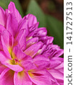 Pink Dahlia Flower with Golden Center 141727513