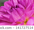 Pink Dahlia Flower with Hidden Ladybug 141727514