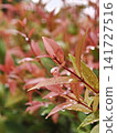 Raindrops on Vibrant Red Tropical Leaves 141727516