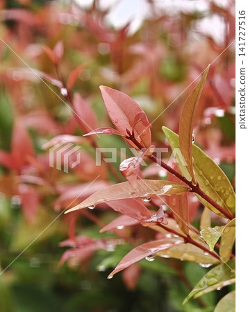 Raindrops on Vibrant Red Tropical Leaves Raindrops on Vibrant Red Tropical Leaves 141727516