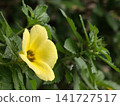 Single Yellow Turnera Flower Close Up 141727517