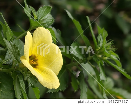 Single Yellow Turnera Flower Close Up Single Yellow Turnera Flower Close Up 141727517
