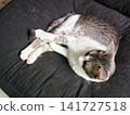 Sleepy Tabby Cat Resting on Textured Black Cushion 141727518