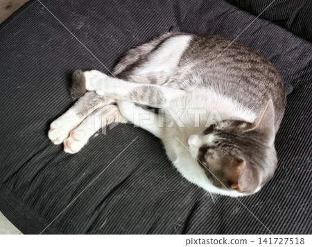 Sleepy Tabby Cat Resting on Textured Black Cushion Sleepy Tabby Cat Resting on Textured Black Cushion 141727518
