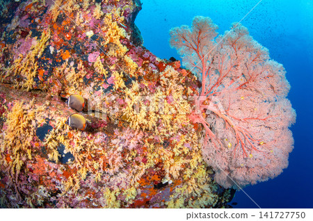 Colorful underwater landscape with pink gorgonian sea fan and yellow soft coral wall Colorful underwater landscape with pink gorgonian sea fan and yellow soft coral wall 141727750