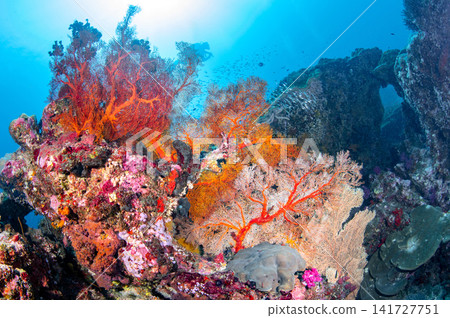Beautiful underwater landscape with colorful gorgonian sea fan coral on the pinnacle Beautiful underwater landscape with colorful gorgonian sea fan coral on the pinnacle 141727751