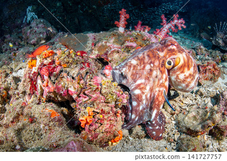 Octopus camouflage on coral reef at Similan national park, Thailand 141727757