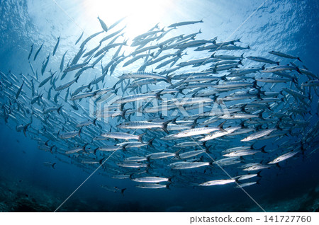 Massive school of barracuda swimming together in crystal clear water of Andaman sea Massive school of barracuda swimming together in crystal clear water of Andaman sea 141727760