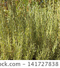 Growing Lavandula background 141727838