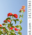 Lantana camara red flowers 141727843