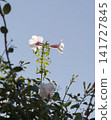 Pandorea jasminoides flowers 141727845